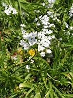 Allium Cowani (fam Liliacees) (Andes) (2) (Photo F. Mrugala)